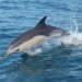 Cresce interesse de turistas na observação de cetáceos em 2016