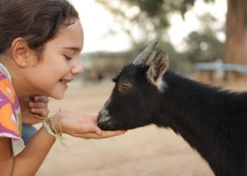 Monte Selvagem reabre em fevereiro