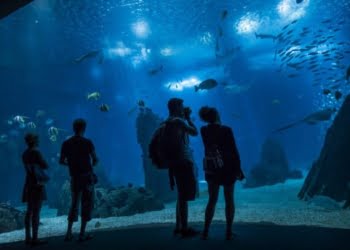 Ocenário de Lisboa é o melhor aquário do mundo