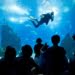 Férias debaixo de água no Oceanário