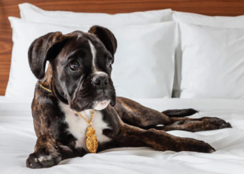 Pestana Porto-Goldsmith é Pet Friendly