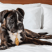Pestana Porto-Goldsmith é Pet Friendly