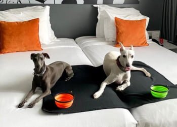 Sete hotéis Pet Friendly para escapadinhas em família