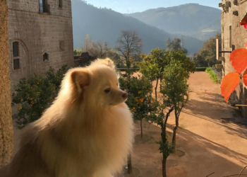 Dia Mundial do Animal: Pousadas de Portugal mimam o fiel amigo