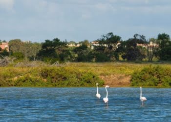 Algarve aposta na observação de aves para atrair turistas