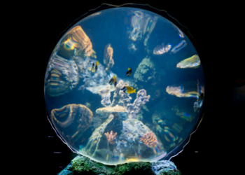 “Estrelas do Oceano” tomam de assalto o SEA LIFE Porto