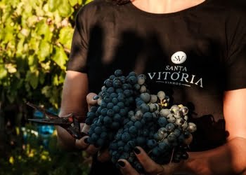 Vila Galé inicia experiência de vindimas no Alentejo e no Douro