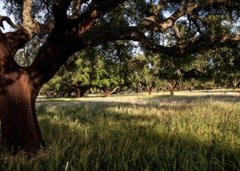 Montado de Sobro e Cortiça: Um Território a Descobrir