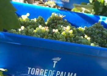 Torre de Palma dá início à época das vindimas com programa repleto de experiências