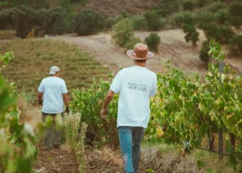 Adega Cooperativa de Vidigueira prepara programa para assinalar as vindimas