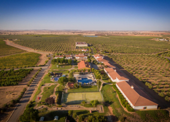 Vila Galé lança experiência temática dedicada à apanha da azeitona