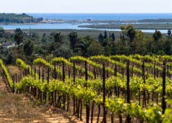CVA: Uma aposta na qualidade dos vinhos do Algarve