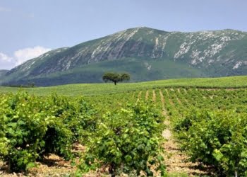 Rota dos Vinhos coloca Lisboa num patamar de referência