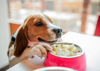 Viajar com animais: uma nova tendência que ganha impulso nos hotéis Accor