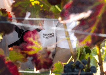 Adega Fernão Pó: Vinhos gastronómicos e genuínos