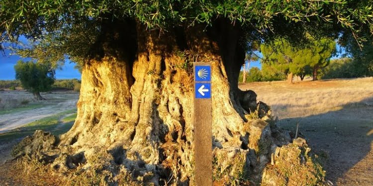 Turismo Religioso: Os caminhos da fé que percorrem Portugal