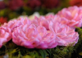 Celorico de Basto – A Capital das Camélias