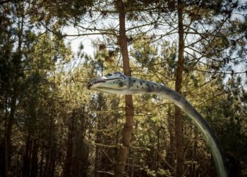 Dino Parque da Lourinhã expõe novos fósseis descobertos em Portugal