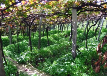 Henriques & Henriques: A arte de fazer vinho na Madeira