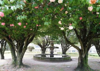 Guimarães apresenta nova edição da brochura dos “Jardins de Camélias” disponível em quatro línguas