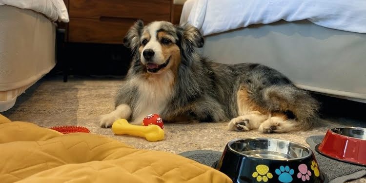 Lisbon Marriott comemora Dia do Cão