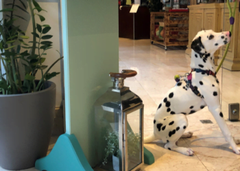 O seu cão é bem-vindo ao Lisbon Marriott Hotel