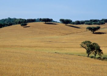 ERT Alentejo e Ribatejo promove webinar “Paisagem Cultural do Montado”