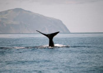 Picos de Aventura alarga operação à costa norte de São Miguel