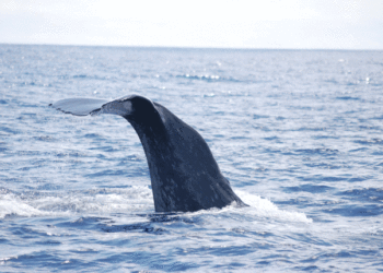 Picos de Aventura distinguida com Menção Honrosa no âmbito do projeto Picoslogia