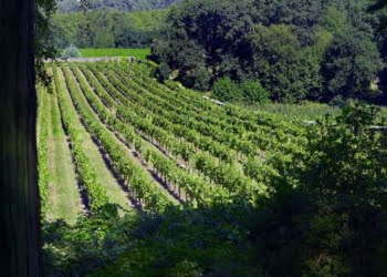 Quinta da Aveleda reabre portas e é considerada uma das 17 Melhores Adegas do Mundo