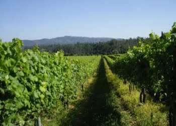 Best of Vinho Verde 2016 com jurados de dez países