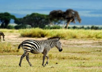 Circuito Tanzânia e Zanzibar desde 2971€ com a Solférias