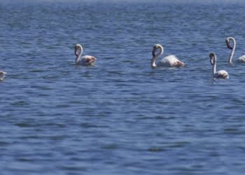 Algarve participa na Feira Internacional de Turismo de Ornitologia