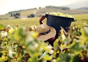 Participe nas vindimas da Quinta do Gradil