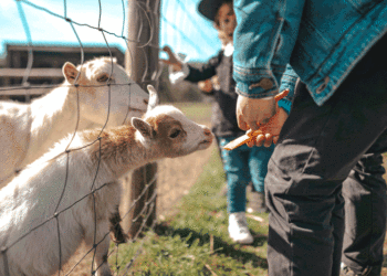 Zmar anuncia campanha especial para as férias da Páscoa